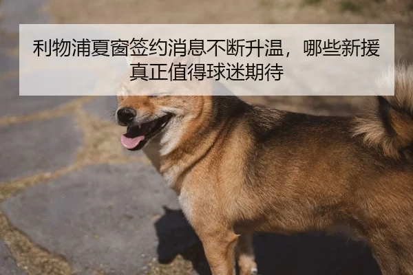 利物浦夏窗签约消息不断升温，哪些新援真正值得球迷期待